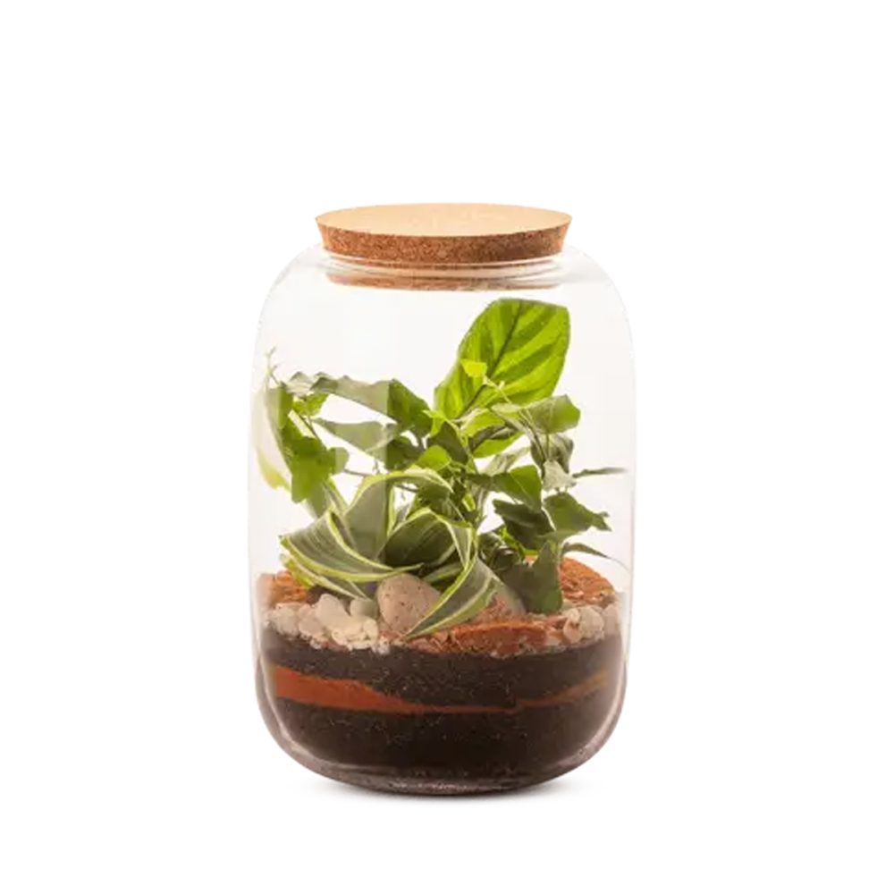 Terrarium Hiyu L Mix